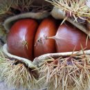 호수산장 관광농원 이미지