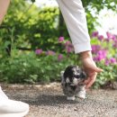 데스티니 퍼피 이미지