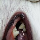 문정탑동물병원 이미지