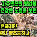 뽕나무(상백피)―이 약초를 꾸준히 먹으면 병치레 없는 노후를 보낸다 조회수 6.5만회 3년 전 이미지