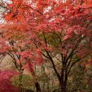 서울 마포구 월드컵공원 내 평화의 공원 (2025.11.29) 이미지