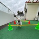 댕댕놀이터 아라점 이미지