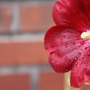 솔잎이슬 이미지