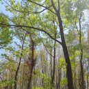 죽녹원로 이미지