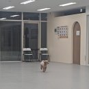 댕동산 | 시흥 댕동산 애견카페 야간 대관해서 놀다 왔어요(강아지 수 무제한)