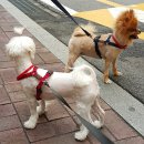 도그루아 이미지