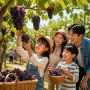 씨유화성조암중앙 | 2026 화성송산포도축제 장소 변경｜에코팜테마파크 일정·주차 총정리