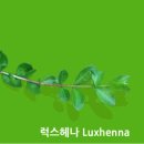 명품헤나샵 이미지