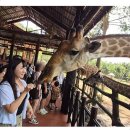 멍플랙스 | 푸꾸옥 빈펄사파리 후기ㅣ 피크타임 티켓 예약 &amp; 기린 먹이주기