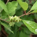 임실덕천리가침박달군락 이미지