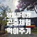 굼프로 곤충체험: 양평 아이와 가볼만한 곳