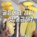 골든에그팜 | SNS 핫한 골든에그 감자 실물 후기 망고인줄! 로토정 감자 먹어본 사람들 반응은?
