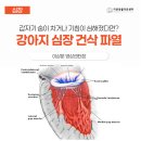 24시 리본동물영상센터 네이버블로그