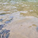 잉어 밥주고 오기3[2023.05.20.한탄여울]