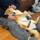 복복 네이버블로그