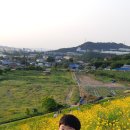 금계화로