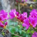 산에는꽃이피네 이미지