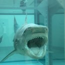 현대인쇄 | 데이미언 허스트 국립현대미술관 서울 전시 평일 대기 현장 후기 (꿀팁 총정리)