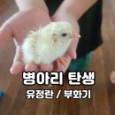 감염병으로부터 우리 아이 건강하게 키우기 | 병아리 키우기 1탄ㅣ유정란 구매 및 알콤 부화기 부화 성공 후기
