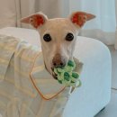 월월애견펜션 이미지