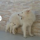 댕댕# 이미지