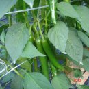 복골농장 이미지