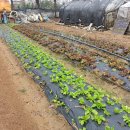 아랑농장 이미지