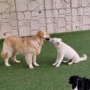 옥스포독 네이버블로그