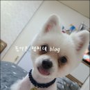 꽃보다개냥 네이버블로그