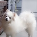 강아지발바닥 이미지