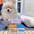 제익 | 강아지 기관지 관리, 중금속 해독 영양제 [페노비스 벳 L-시스테인, 벳 브로멜라인]