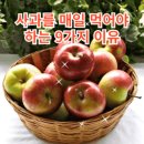 🍎사과의 효능🍎 이미지