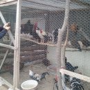 예천 농장,민화에 나오는 멋진 닭 구경-귀농사모- 이미지