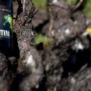 리버벨리 이미지