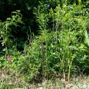 아침햇살 이미지