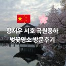 하예곡 | 항저우 서호 곡원풍하 벚꽃 명소 아침 방문 후기와 가는법