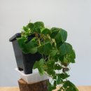 싱그런 홈가드닝 이미지