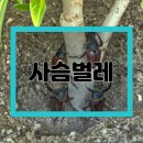 상호사슴 이미지