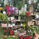 보라꽃화원 이미지