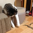 1249 | 망원동 상실이네+1979 발목골절수술 1249일, 핀제거수술 722일 어쩌다보니 옥수수 포장