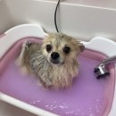 수박이네 | 세심하고 친절한 주안 애견미용 수박이네 추천 후기