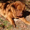 도그(DOGUE) 이미지