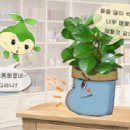 페페로미아 이미지