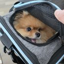 A+(알파 플러스) 펫라운지 | 스위스 항공 반려견 기내 동반, 비즈니스 클래스 탑승 이용 후기 (인천 공항 - 취리히 공항 직항)