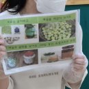 👩🏻‍🍳큐티젬-매실청 담그기👨‍🍳 이미지