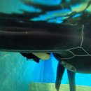 아임버디 | 대구 다이버스 클럽 | 두류다이빙풀에서 프리다이빙 체험 후기