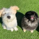 용호유치원 이미지