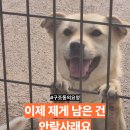 이제 남은 일정은 안락사뿐, 홍성보호소 견이 구조동의를 구합니다 이미지