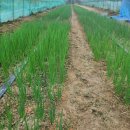 주석 건강원 이미지