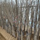 화성-향남-향남 8호 이미지